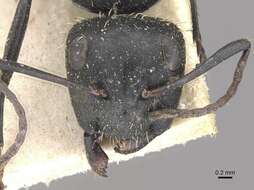 Image of Camponotus postoculatus Forel 1914