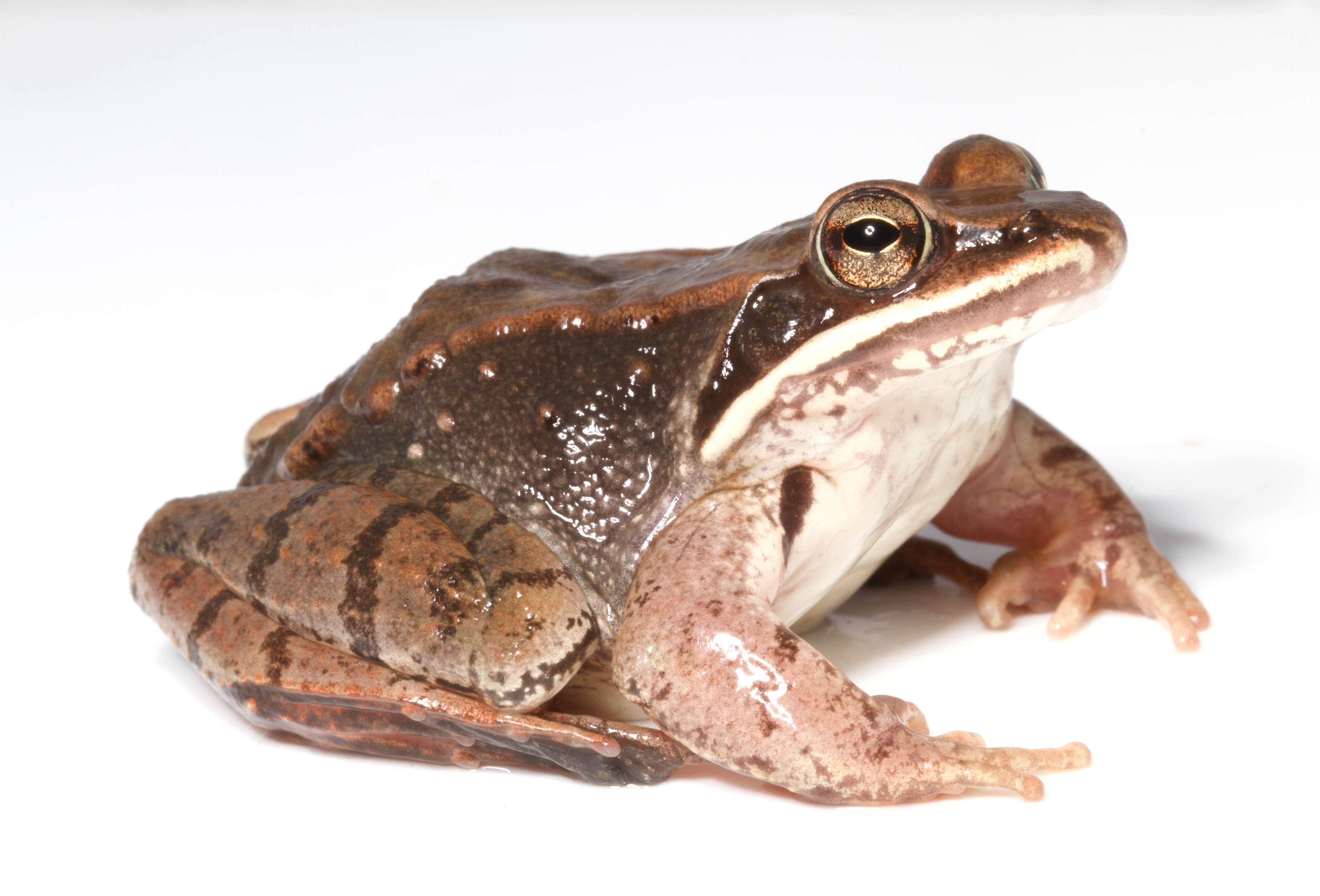 Image of Wood Frog