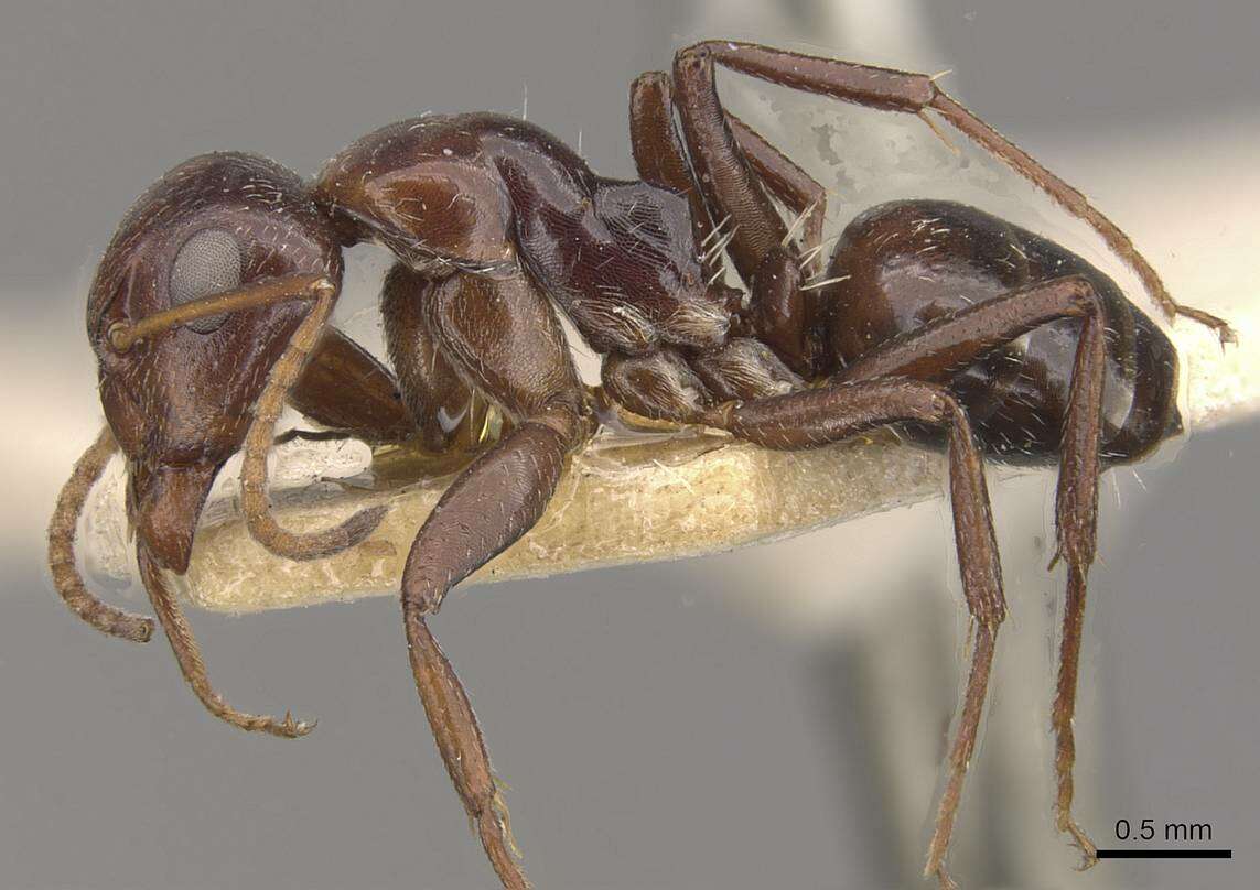 Plancia ëd Camponotus ilgii Forel 1894