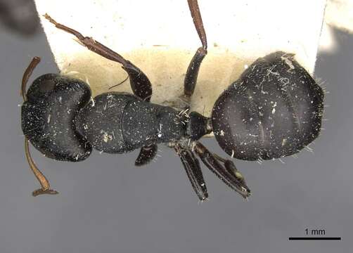 Plancia ëd Camponotus maynei Forel 1916