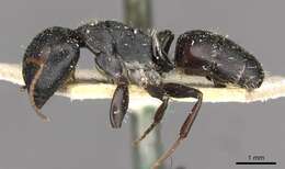 Plancia ëd Camponotus maynei Forel 1916