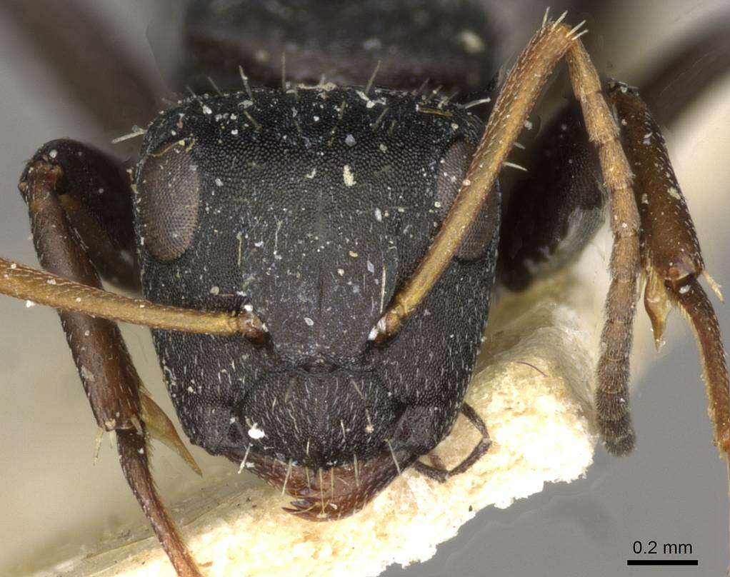 Plancia ëd Camponotus maynei Forel 1916