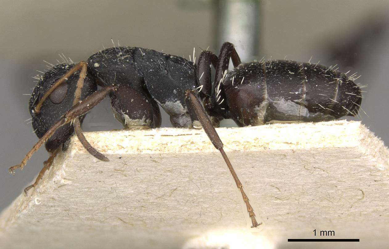 Plancia ëd Camponotus maynei Forel 1916