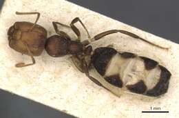 Image de Camponotus bellus Forel 1908