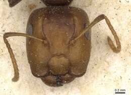 Image de Camponotus bellus Forel 1908