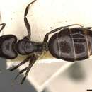 Image of Camponotus ominosus Forel 1911