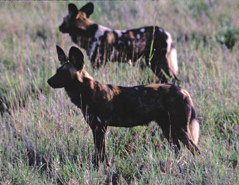 Imagem de Cão-caçador-africano