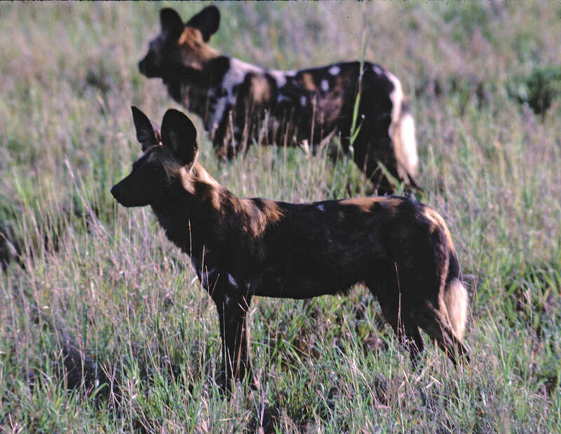 Image of African Hunting Dog