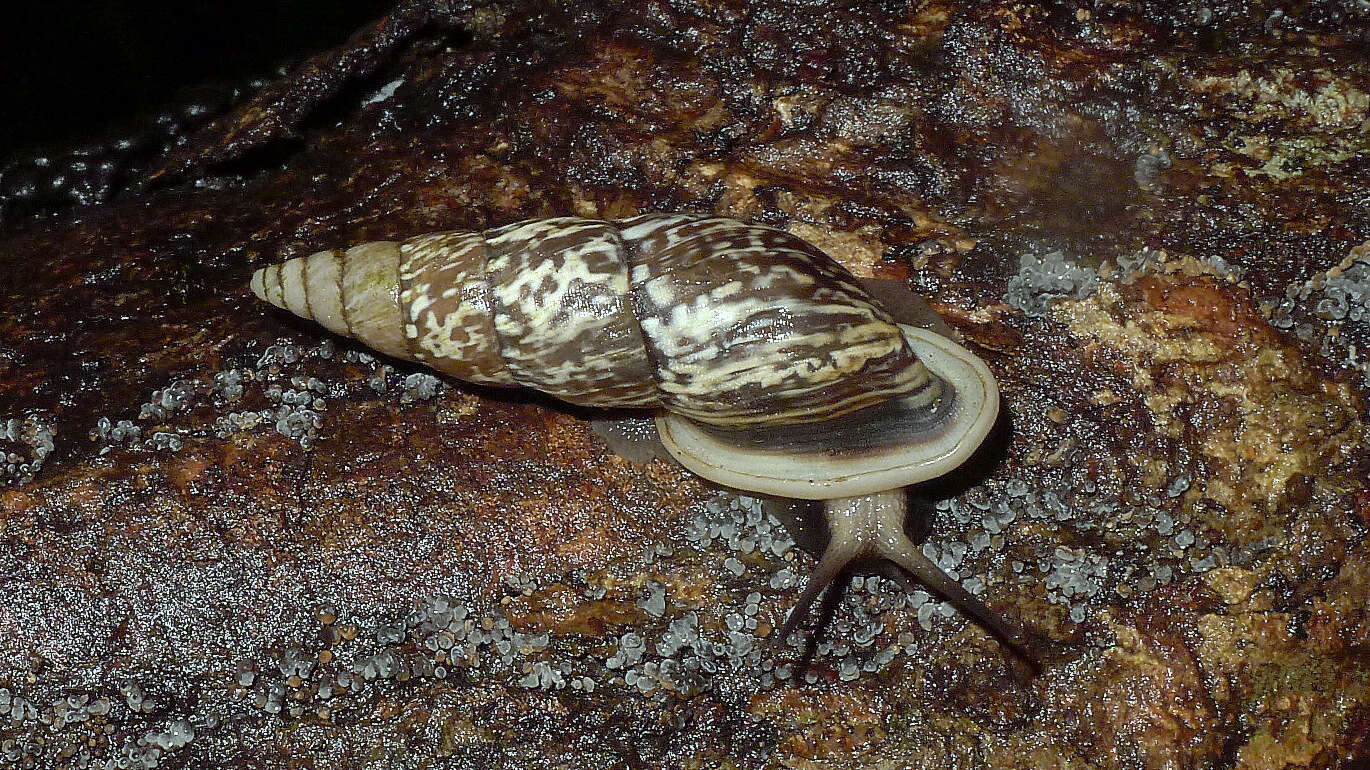 Image of Burringtonia exesa (Spix 1827)