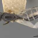 Image of Camponotus icarus Forel 1912