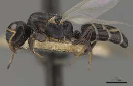 Image of Camponotus icarus Forel 1912