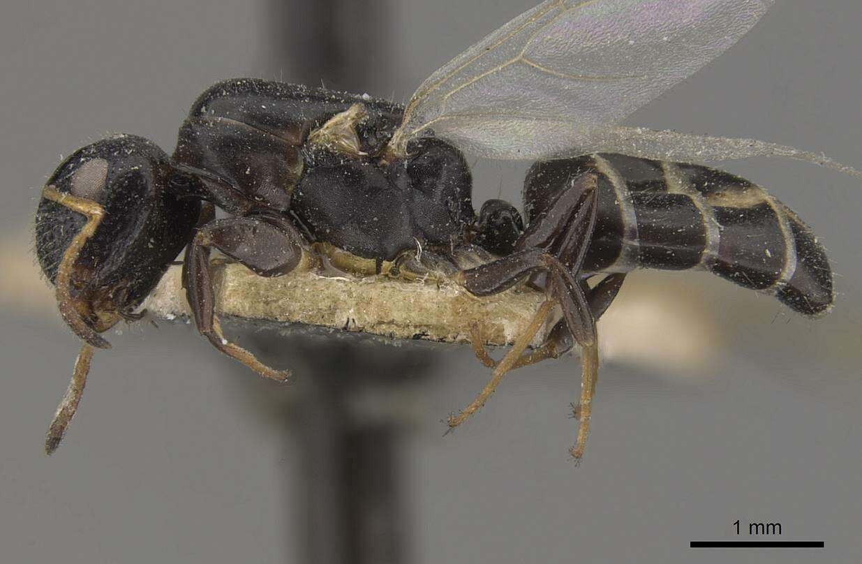 Image of Camponotus icarus Forel 1912