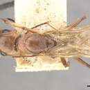 Image of Camponotus isabellae Forel 1909