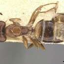 Image of Camponotus greeni Forel 1911