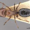Image of Camponotus nirvanae Forel 1893