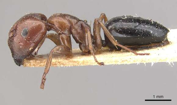 Слика од Camponotus nirvanae Forel 1893