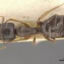 Image of Camponotus brookei Forel 1914