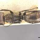 Image de Camponotus lilianae Forel 1913