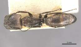 Image of Camponotus lilianae Forel 1913