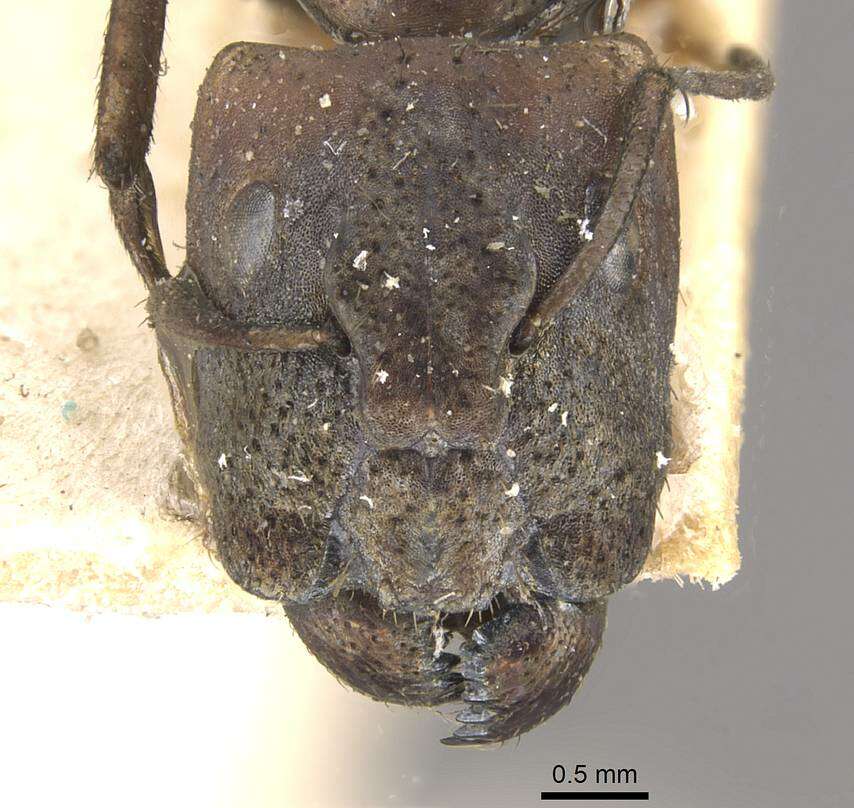 Image of Camponotus lilianae Forel 1913