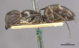 Image of Camponotus lilianae Forel 1913