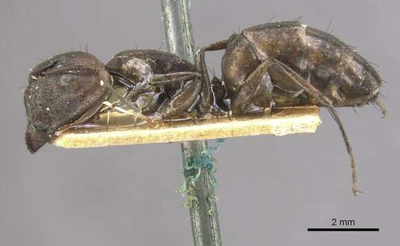 Image of Camponotus lilianae Forel 1913