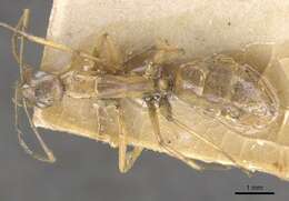 Image of Camponotus lilianae Forel 1913