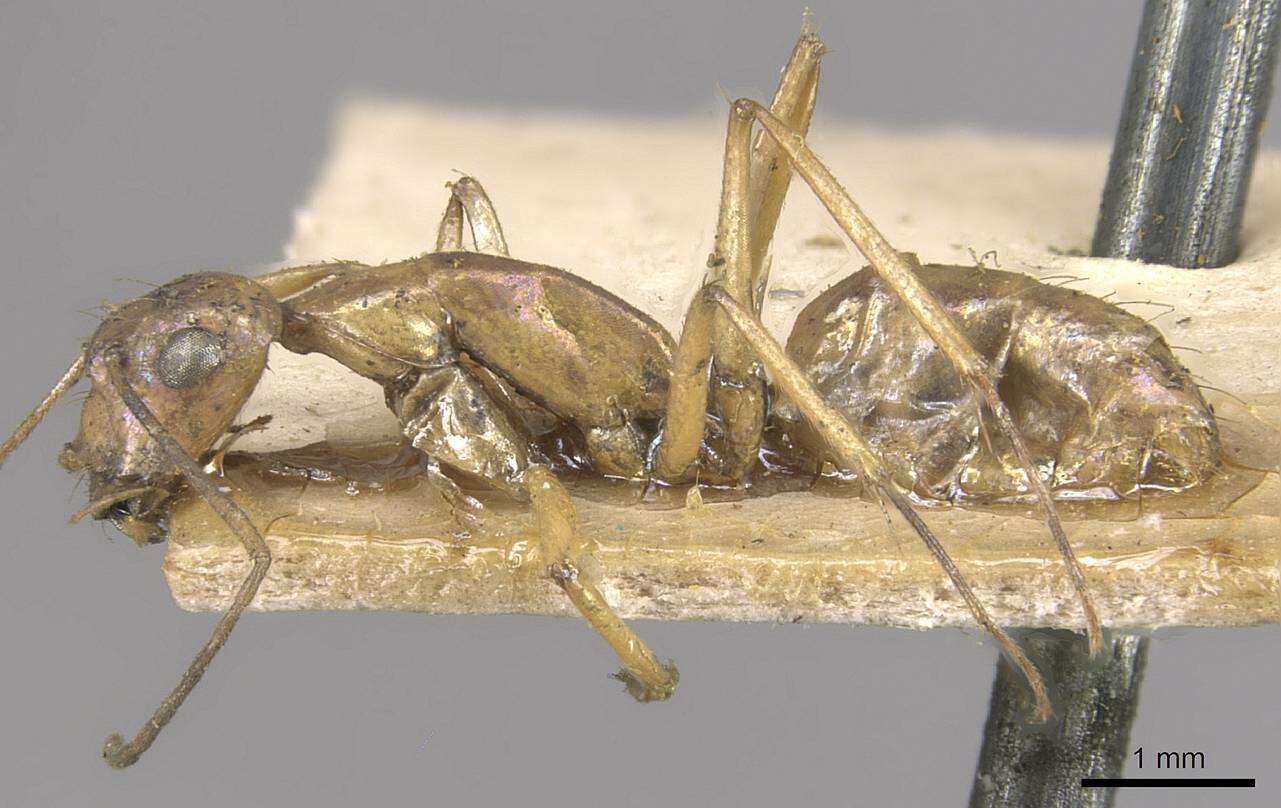 Image of Camponotus lilianae Forel 1913