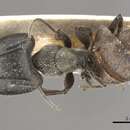 Image of Camponotus conradti Forel 1914