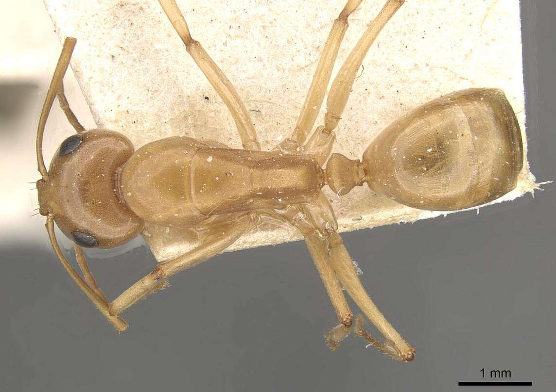 Image of Camponotus cuneiscapus Forel 1910