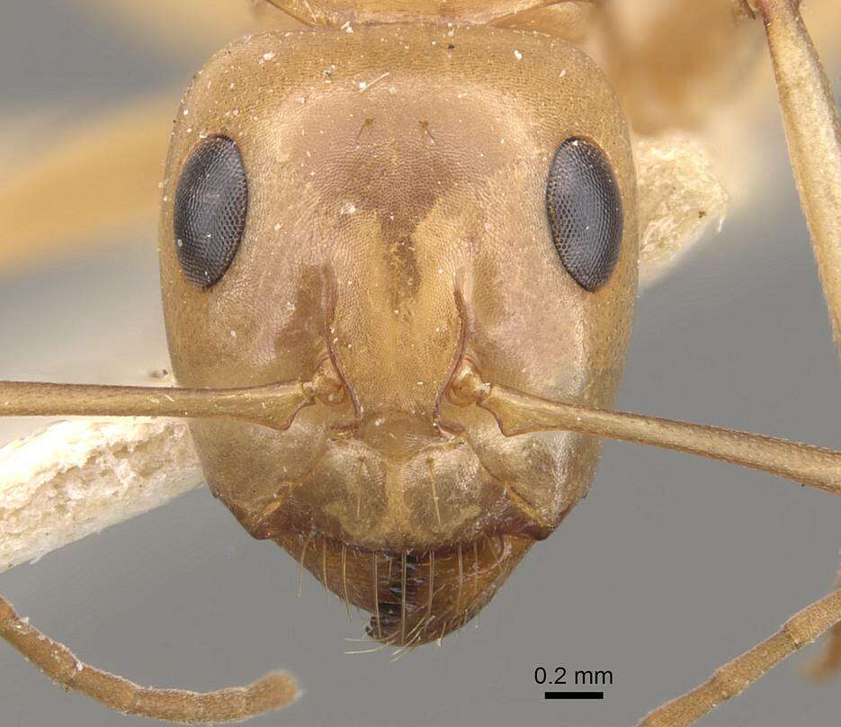 Image of Camponotus cuneiscapus Forel 1910