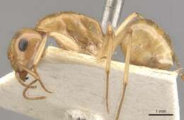 Image of Camponotus cuneiscapus Forel 1910