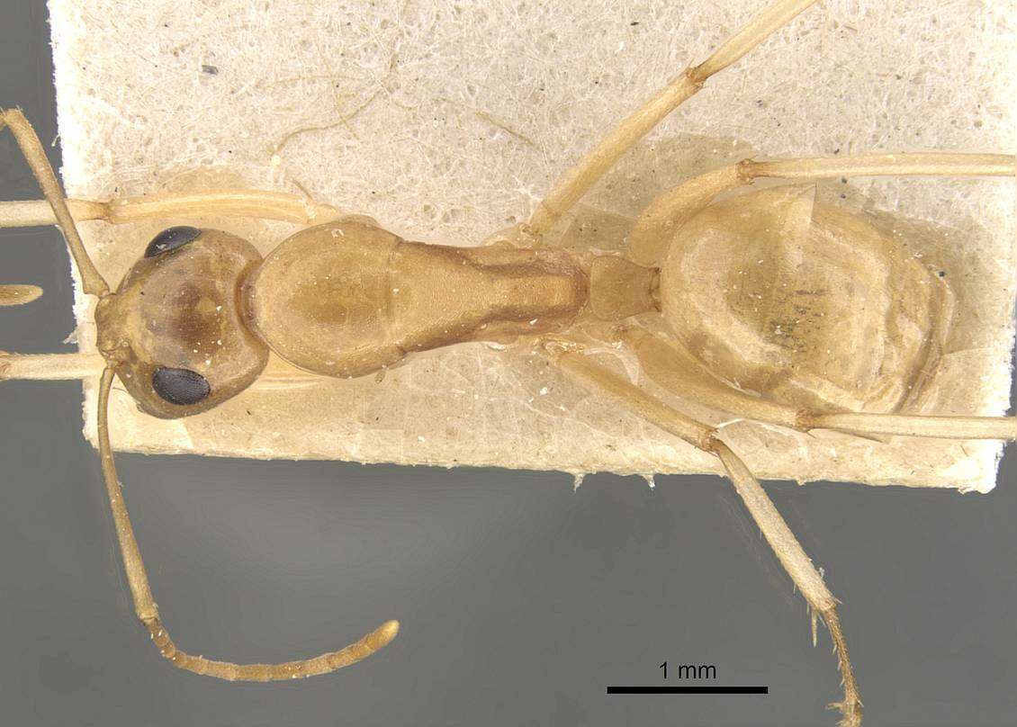 Image of Camponotus cuneiscapus Forel 1910