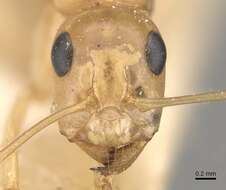 Image of Camponotus cuneiscapus Forel 1910