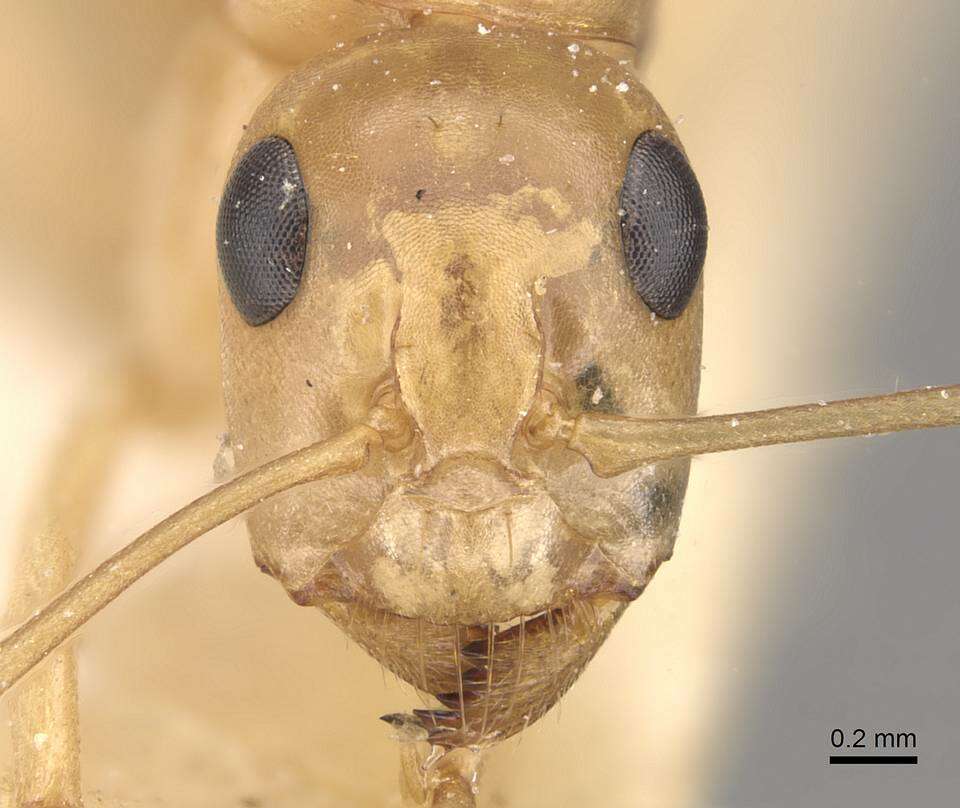 Image of Camponotus cuneiscapus Forel 1910