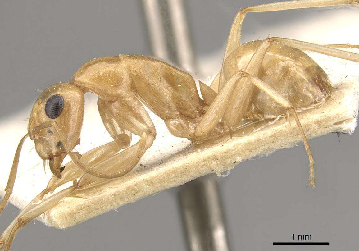 Image of Camponotus cuneiscapus Forel 1910