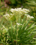 Eupatorium rotundifolium L. resmi