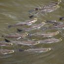 Image of Corsula Mullet