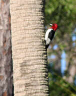 Image of Red-headed Woodpecker