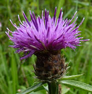 Centaurea nigra L. resmi