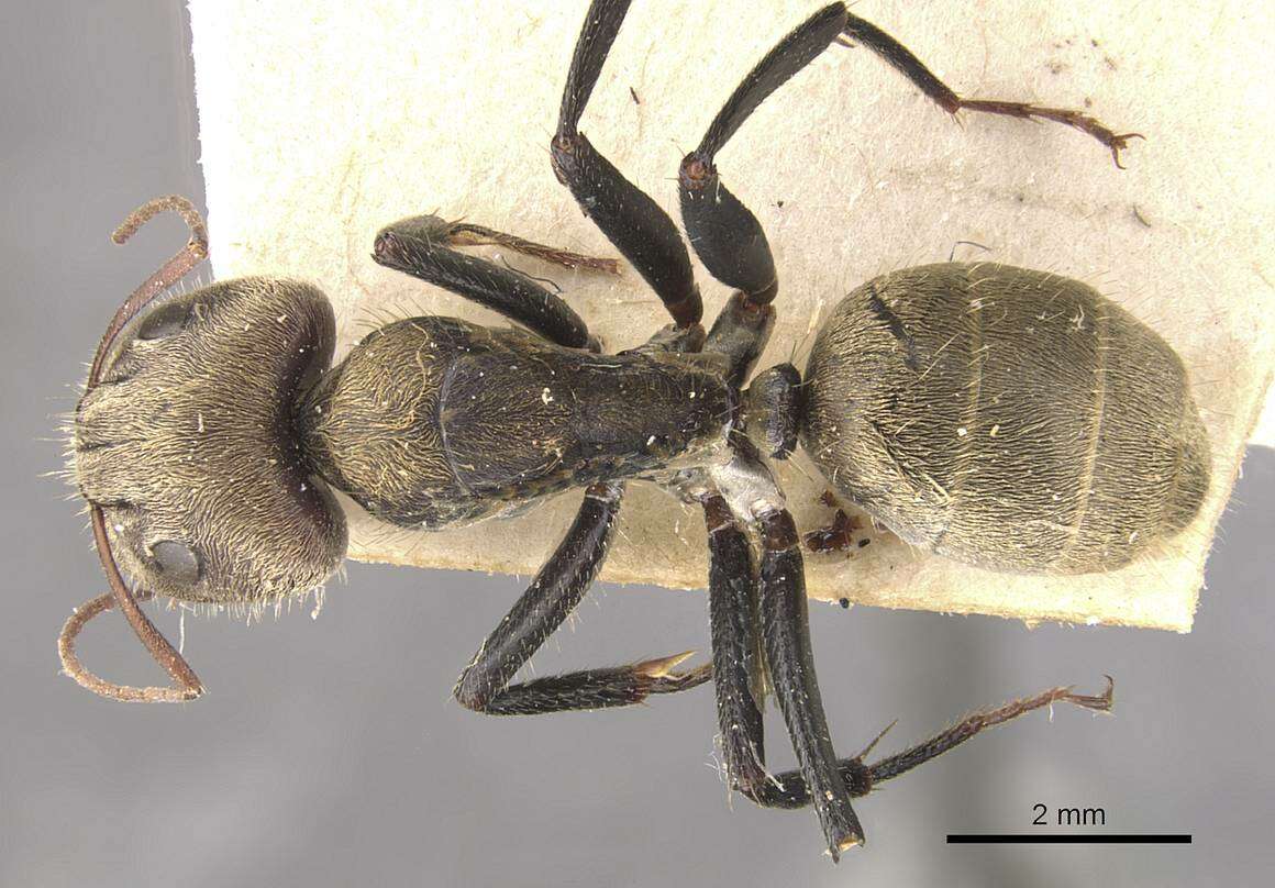 Image of Camponotus blandus (Smith 1858)