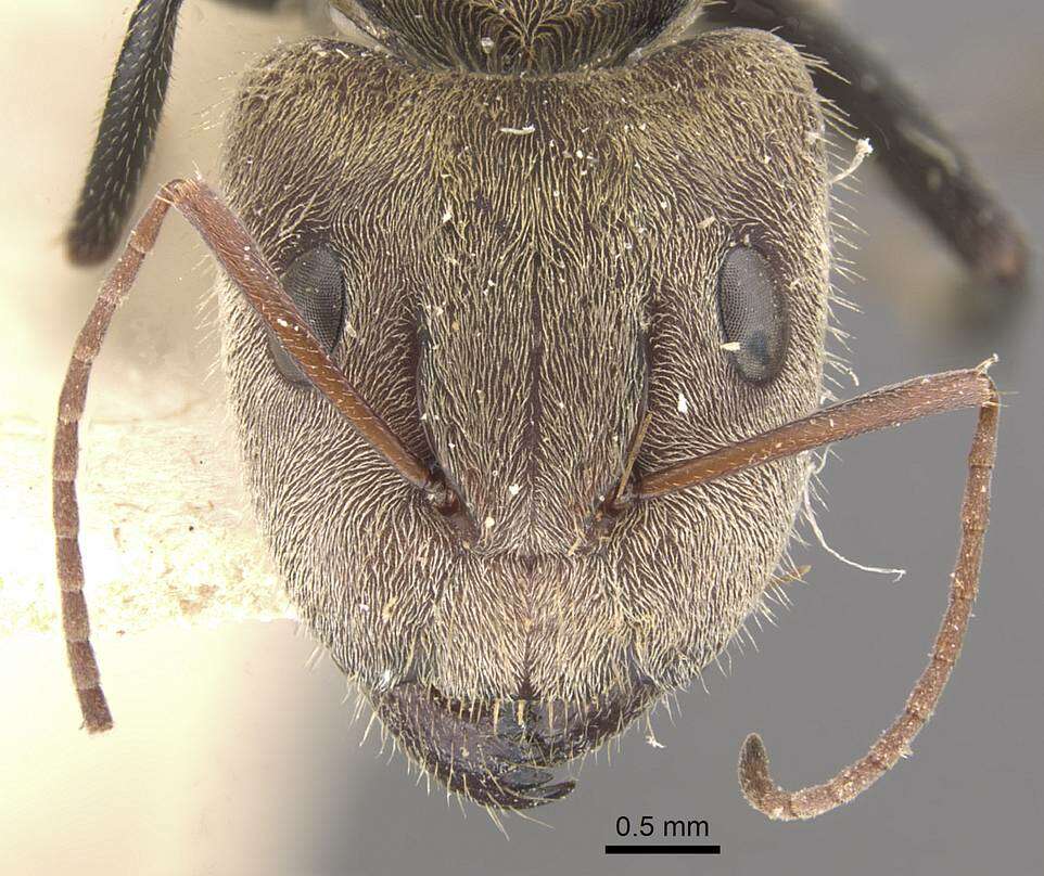 Image of Camponotus blandus (Smith 1858)