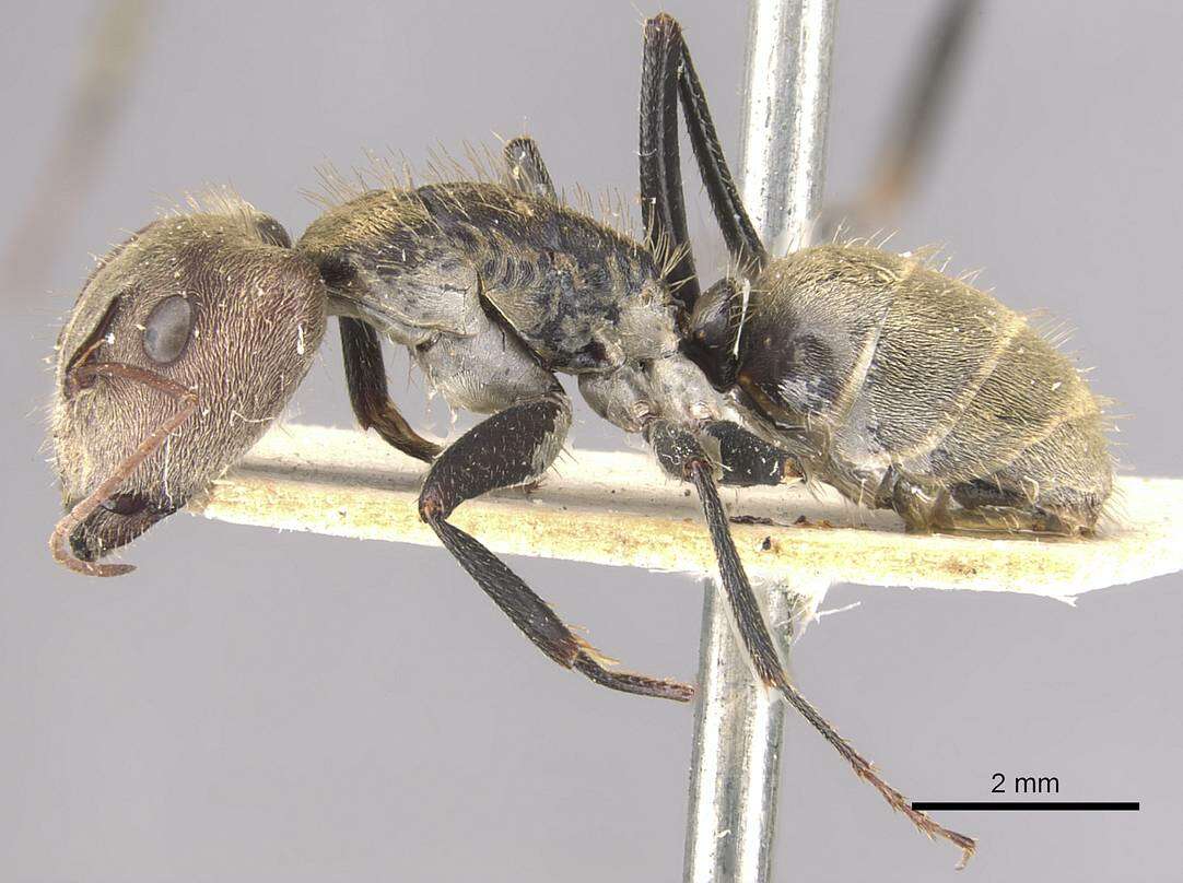 Image of Camponotus blandus (Smith 1858)