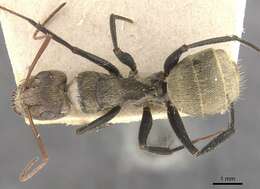 Image of Camponotus blandus (Smith 1858)