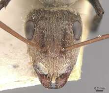 Image of Camponotus blandus (Smith 1858)