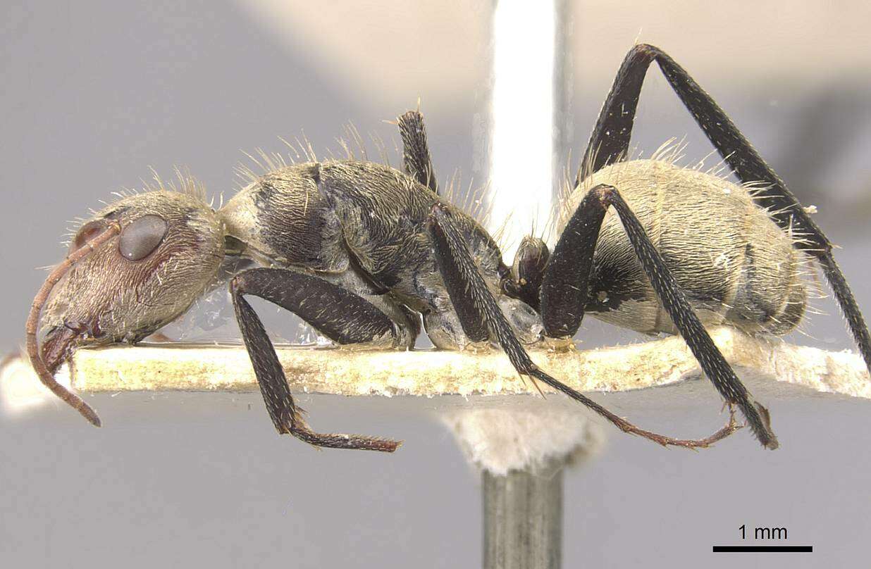 Image of Camponotus blandus (Smith 1858)