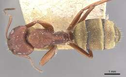 Image of Camponotus chazaliei Forel 1899