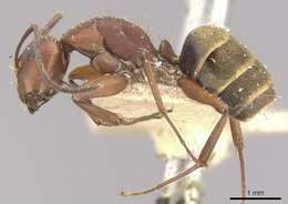 Image of Camponotus chazaliei Forel 1899