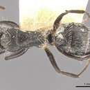 Image of Camponotus falco Forel 1902