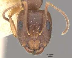 Image of Camponotus fiebrigi Forel 1906